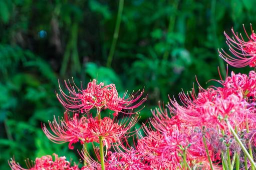 緑の背景に映える彼岸花の群生 彼岸花,曼珠沙華,赤の写真素材