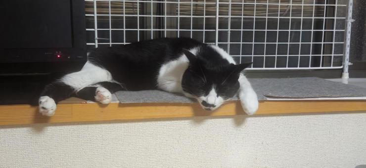 A brown-haired older sister cat lazing around in the heat, JPG A brown-haired older sister cat lazing around in the heat, JPG