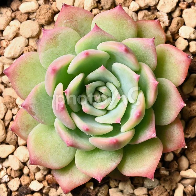 エケベリア　真上から エケベリア,多肉植物,多肉の写真素材