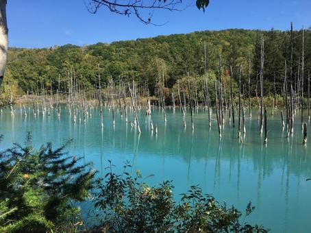青い池 青い池 青い池,北海道,美瑛の写真素材