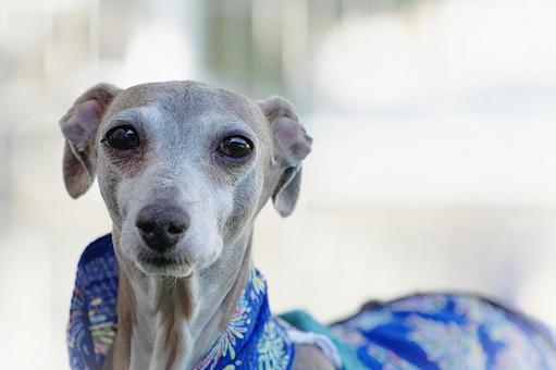 ワンコの顔(イタリアングレーハウンド) ワンコの顔(イタリアングレーハウンド) 犬,イタリアングレーハウンド,イタグレの写真素材