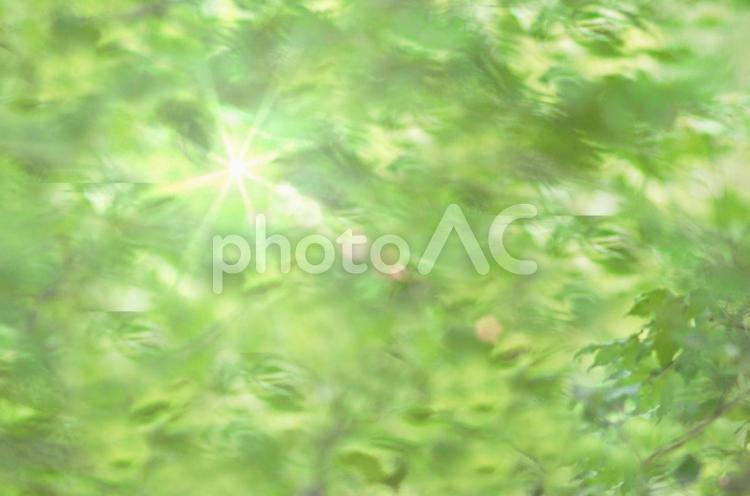 新緑と光のイメージ 新緑,木漏れ日,背景の写真素材
