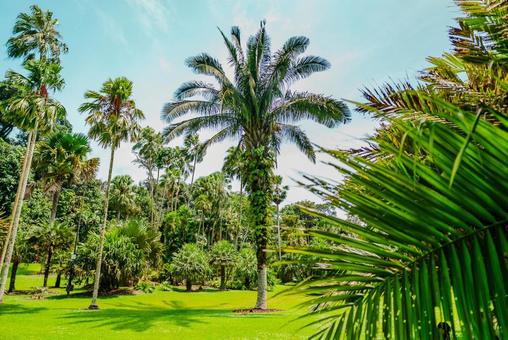 【シンガポール】植物園オーキッドガーデン ナショナル,オーキッドガーデン,ガーデンの写真素材