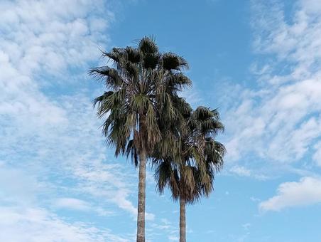 ヤシの木 ヤシの木,やし,空の写真素材