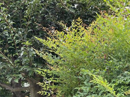 神田川10月:緑樹と生垣と紅葉 2025 神田川10月:緑樹と生垣と紅葉 2025 生垣,緑,青葉の写真素材