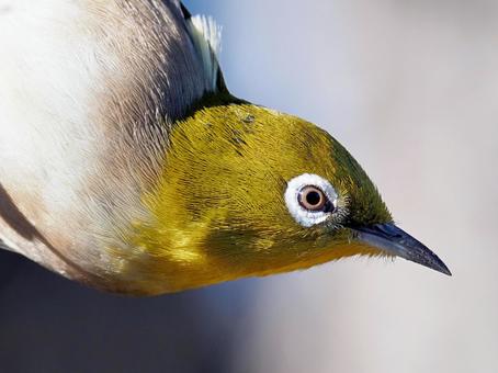 メジロの目 メジロ,目,眼の写真素材