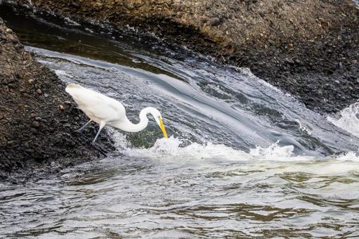 ダイサギの狩り(30) ダイサギの狩り(30) 鳥,ダイサギ,鳥類の写真素材