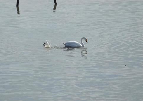 水鳥公園でのんびり歩く冬のコハクチョウ コハクチョウ,白鳥,中海の写真素材