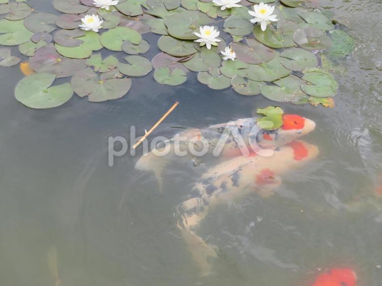 睡蓮と２匹の鯉 鯉,睡蓮,池の写真素材