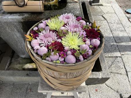 花手水 花手水,菊,手水舎の写真素材