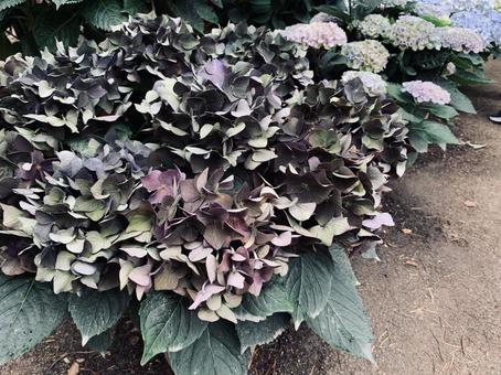 紫陽花 紫陽花の写真