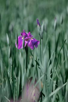Iris, JPG