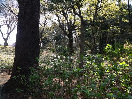 自然 自然,木,癒しの写真素材