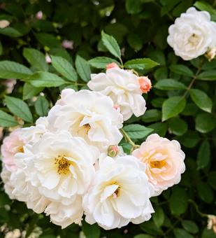 バラ 薔薇 バラ 薔薇 バラ,薔薇,ばらの写真素材