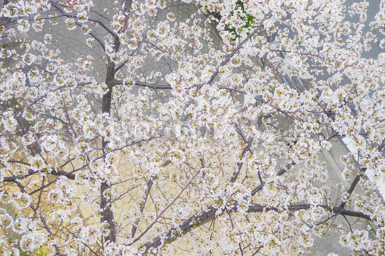 さくら俯瞰 4月,桜,花見の写真素材