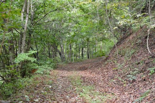 荒れた林道 林道,登山道,山道の写真素材