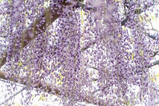 光あふれる藤の花のトンネル① 光あふれる藤の花のトンネル① 藤,花,春の写真素材