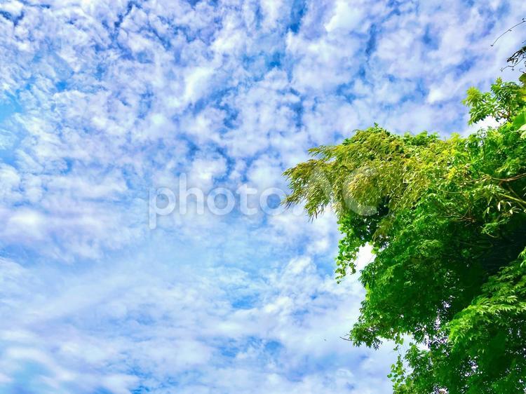 生命力溢れる木々と青空 空,大空,雲の写真素材