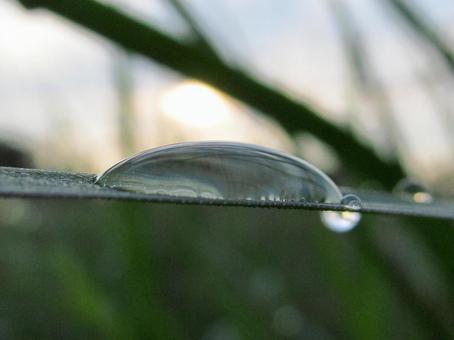 水滴と緑の葉と朝日Water drops 水滴と緑の葉と朝日Water dropsの写真