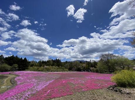 芝桜③ 芝桜,富士芝桜まつり,山梨の写真素材