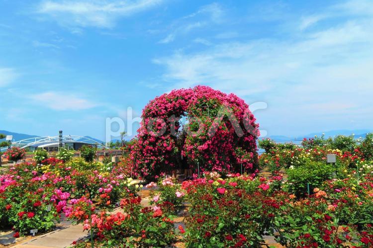 ５月中旬のサンポート高松の光を浴びるバラ 背景,バラ,花の写真素材