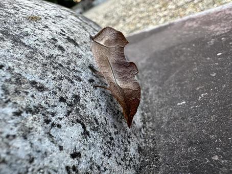アカエグリバ擬態する蛾右側 蛾,擬態,枯葉の写真素材