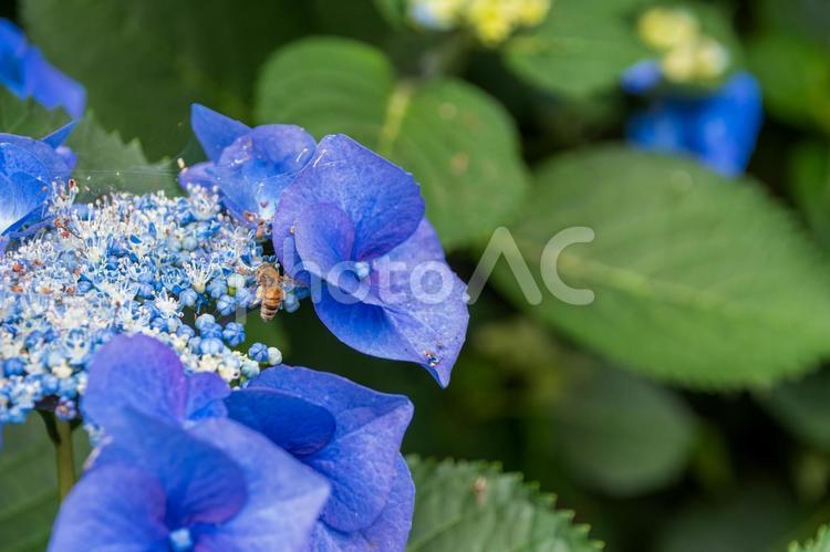 鮮やかな青いガクアジサイと蜜を吸う蜜蜂 アジサイ,ガクアジサイ,青の写真素材