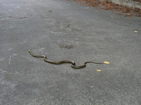 飛龍山の蛇 飛龍山の蛇の写真