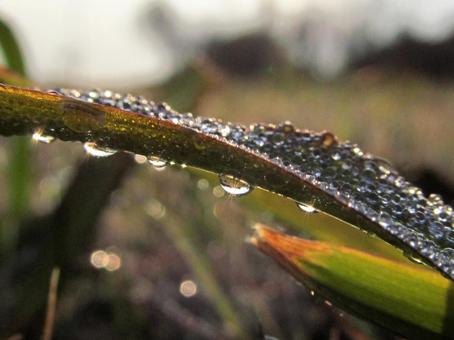 水滴風景 水滴,しずく,雨の写真素材