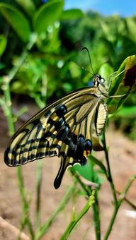 Photo, butterfly, swallowtail, swallowtail butterfly, 