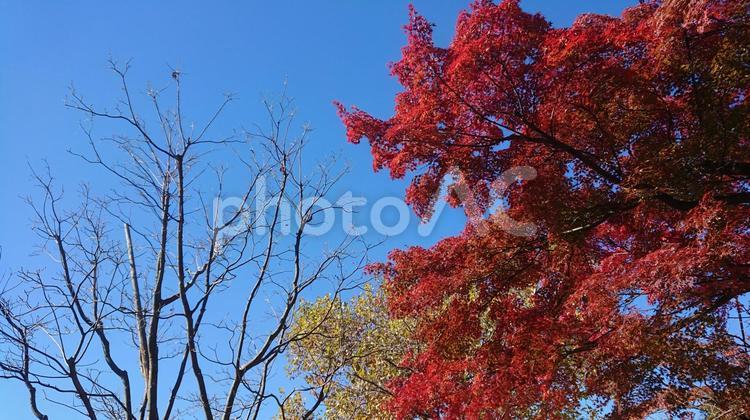 赤黄青茶 風景,紅葉,もみじの写真素材