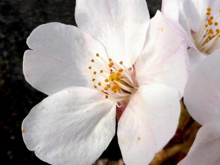 桜並木で開花したうちのサクラ一輪を拡大 桜並木で開花したうちのサクラ一輪を拡大 サクラ,花,植物の写真素材