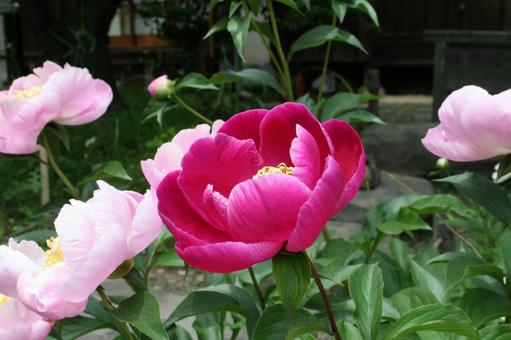 シャクヤク・芍薬 シャクヤク・芍薬の写真