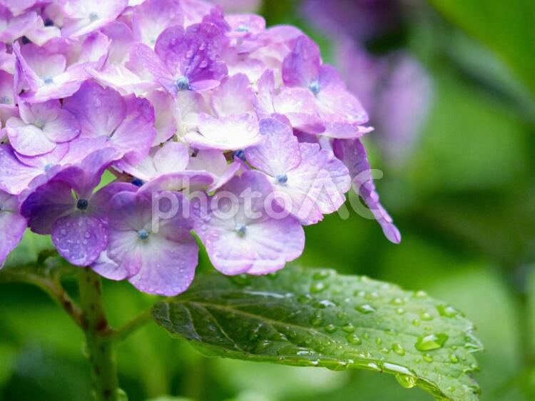 紫陽花と雨のしずく アジサイ,雨,雨粒の写真素材
