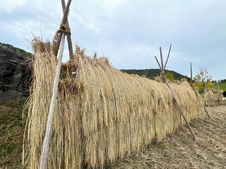 近江の風景(稲刈り) 近江の風景(稲刈り) 稲,昔ながら,稲刈りの写真素材