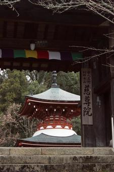 慈尊院 慈尊院 お堂,寺,二重の写真素材
