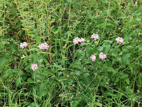 藪の中の温もりの写真