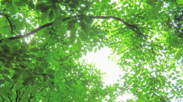 木漏れ日 木漏れ日 木漏れ日,新緑,ツリーの写真素材