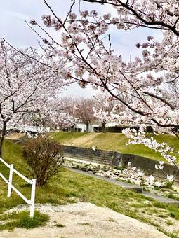 桜 桜の写真
