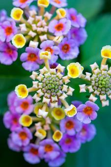 ランタナの写真