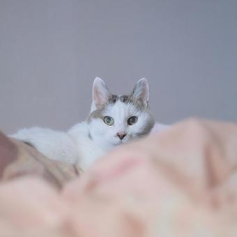 ねこ ねこの写真