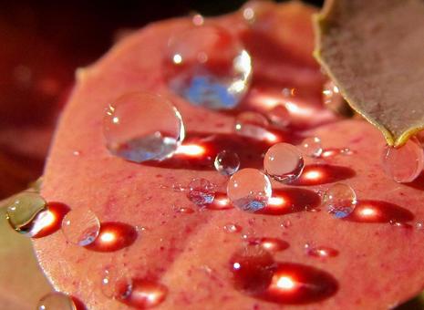 水滴と朝の光の風景 水滴と朝の光の風景 水滴,しずく,雨の写真素材