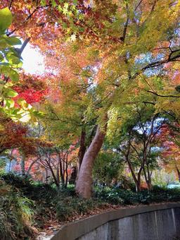 観音寺境内の秋　千葉県柏市 紅葉,錦,観音寺の写真素材