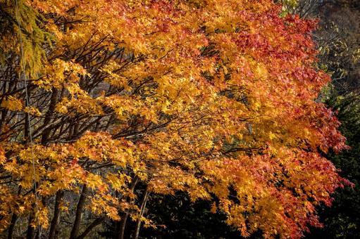 Photo, orange, hokkaido, forest, 
