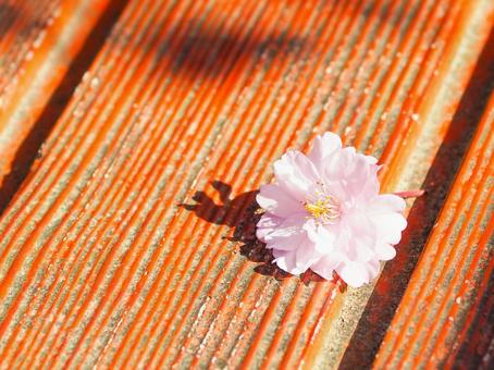 木の床に落ちた桜の花びら 木の床に落ちた桜の花びら 桜,花びら,春の写真素材
