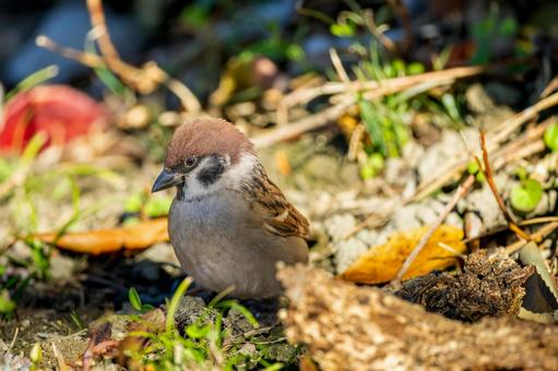 Sparrow walking on the ground, JPG