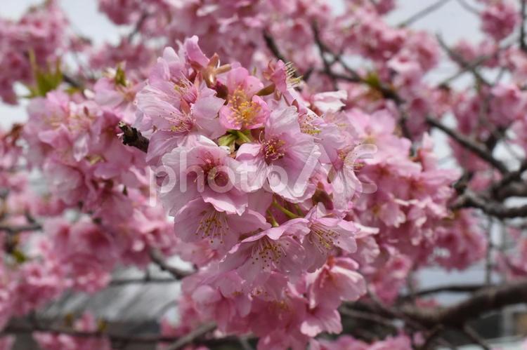 啓蟄過ぎの静岡県河津町の河津桜 河津桜,さくら,ピンクの花の写真素材