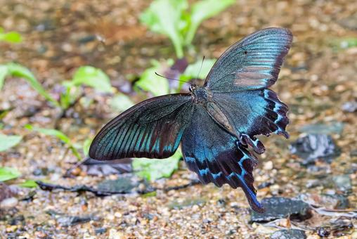 飛翔するカラスアゲハの雄 飛翔するカラスアゲハの雄 カラスアゲハ,烏揚羽,オスの写真素材