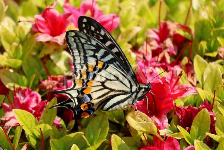 ツツジの花の蜜を吸うアゲハチョウ アゲハ,ナミアゲハ,アゲハチョウの写真素材