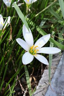 公園のゼフィランサスの花(梅雨~秋)1 公園のゼフィランサスの花(梅雨~秋)1 ゼフィランサス,タマスダレ,花の写真素材